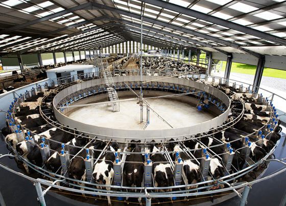 dairymaster-rotary - Dairymaster - Milking Equipment for the ...