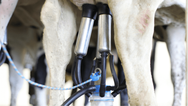 Dairymaster Clusters