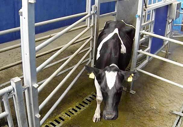 vache quittant l'aiguillage d'un manège