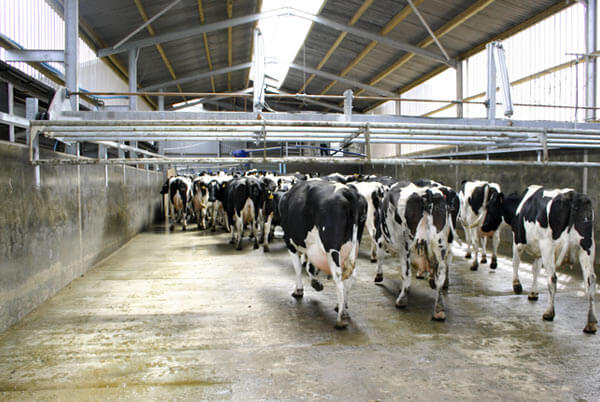 Dairymaster up and over backing gate