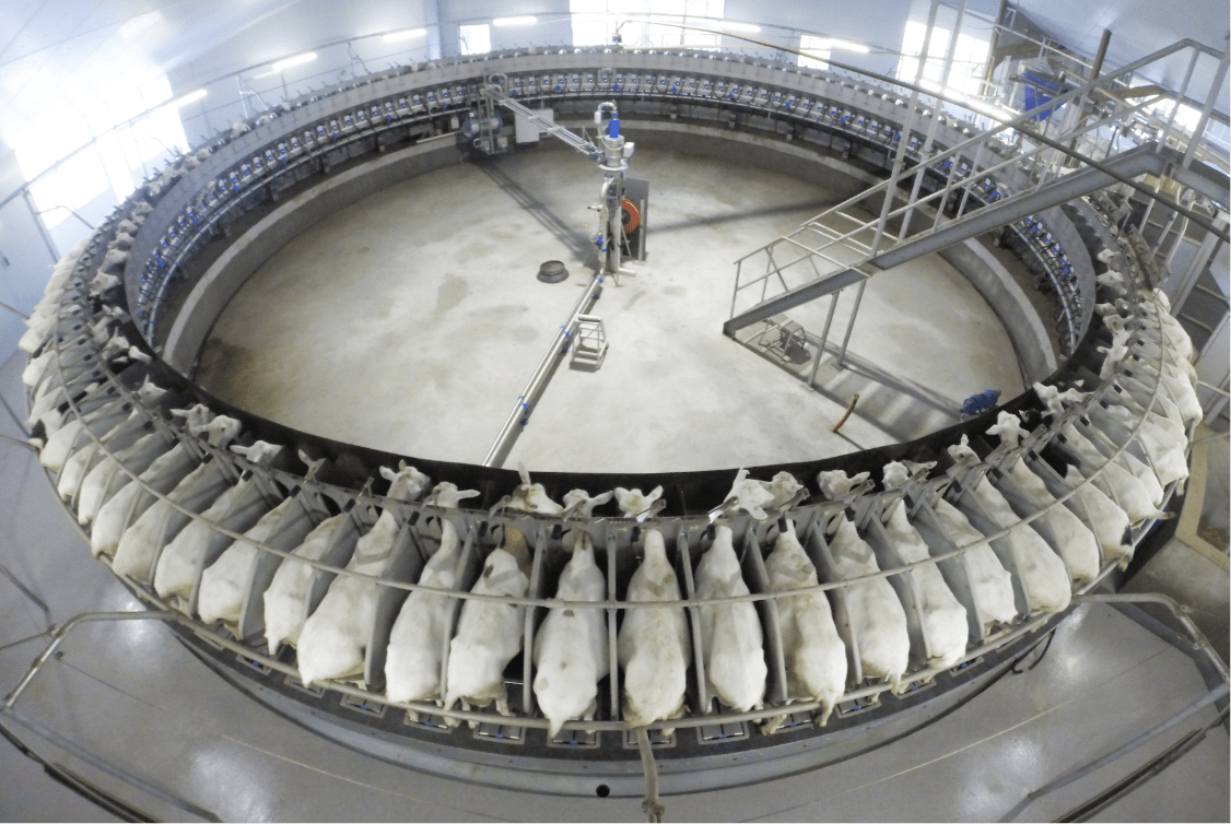 Dairymaster Rotary Goat Parlour