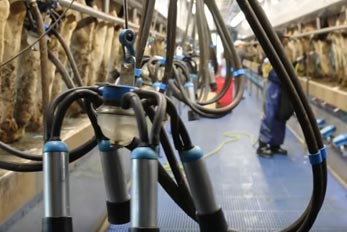 Barniak, Ken Dairymaster Swing Parlour