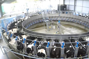 Burroughs, David Dairymaster Karussellmelkanlage für Kühe