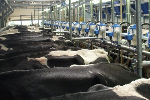 Dairymaster Happier Cows give more milk
