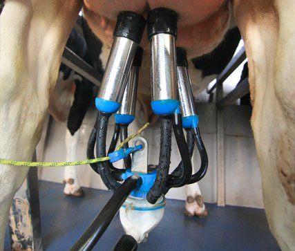 Have better milking Dairymaster