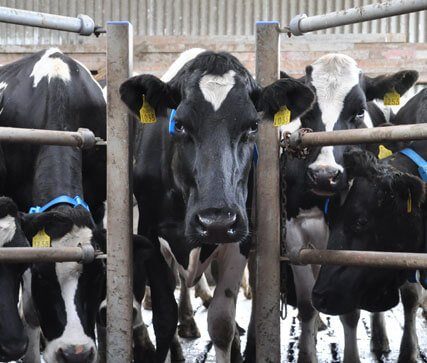 Dairymaster Improve heat detection
