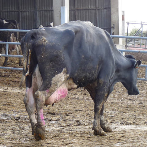 MooMonitor+ helps you spot sick cows sooner