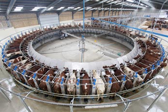 Thomas, Seimon Salle de traite rotative Dairymaster