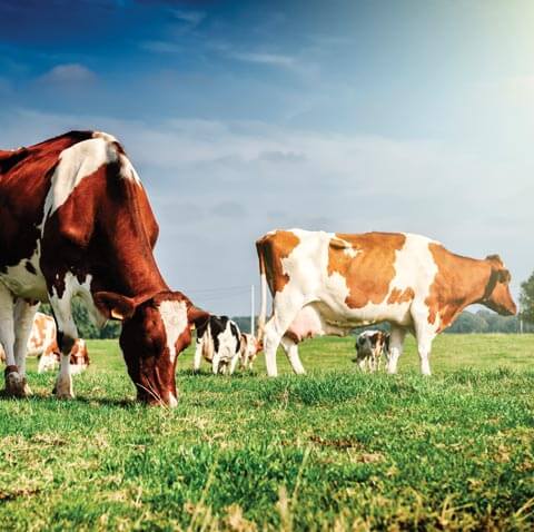 Dairymaster advanced diagnostics