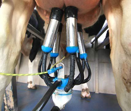 Dairymaster Milking Benefits
