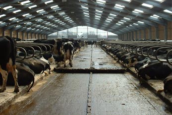 Dairymaster Manure Scraper Equipment