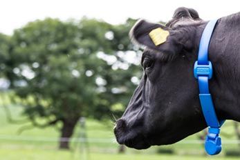 Équipement Dairymaster de surveillance de la santé et de la fertilité