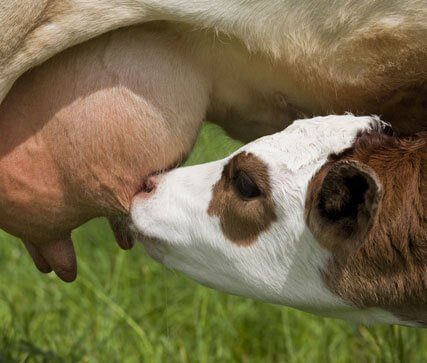 Milk like a calf