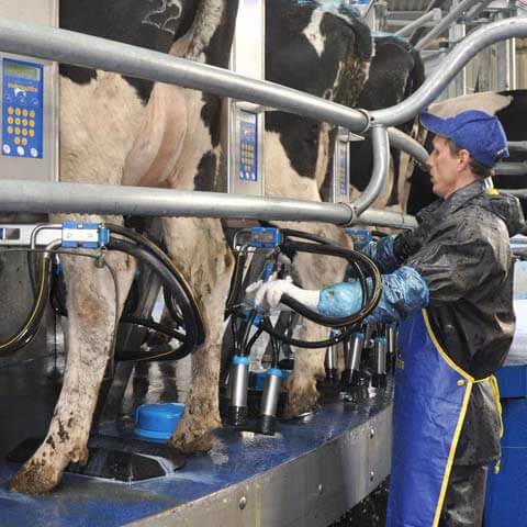 Dairymaster milking without limits