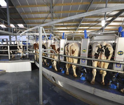 Dairymaster Rotary