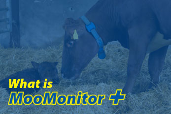 what is moomonitor