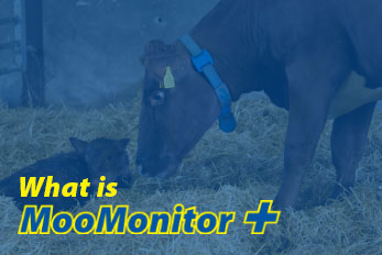 Was ist der MooMonitor?