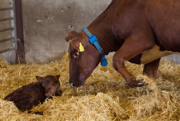 health and fertility monitoring moomonitor