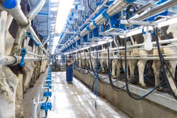 Dairymaster Swing Fischgrät-Melkstand mit 20 Plätzen A