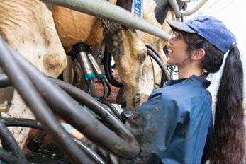 Large rotary milking parlour uk